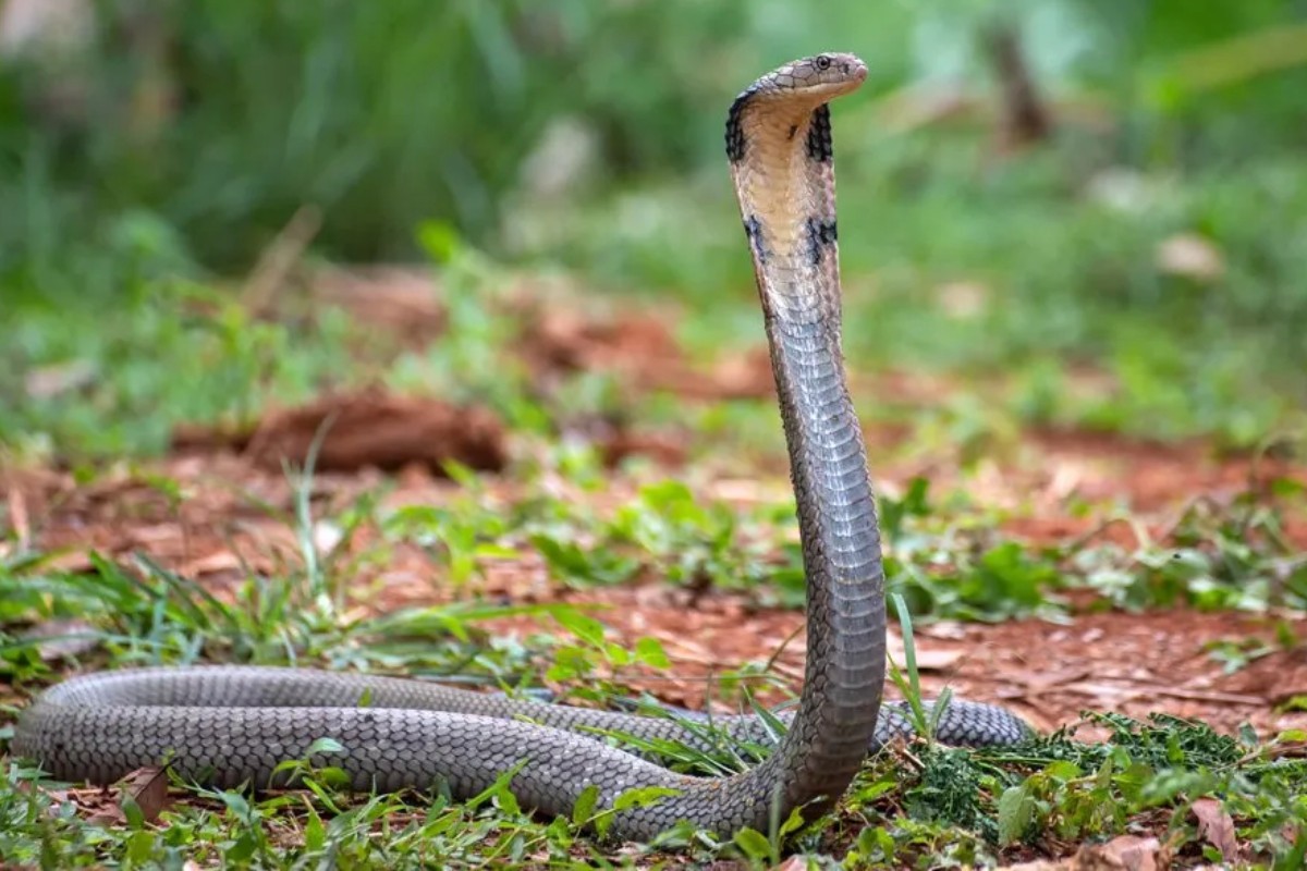 সাপের ছোবলে