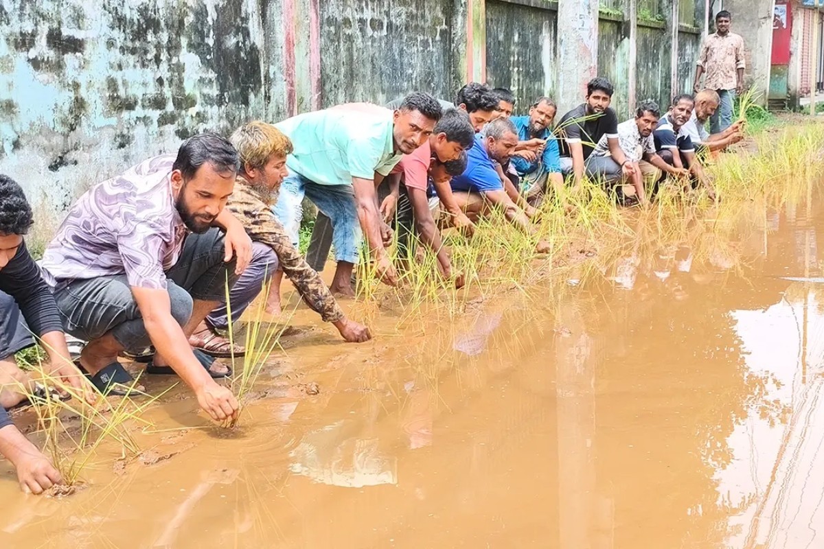 চলাচল অযোগ্য সড়কে ধান চাষ, সংস্কারের দাবিতে এলাকাবাসীর অভিনব প্রতিবাদ