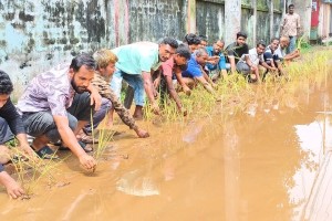 চলাচল অযোগ্য সড়কে ধান চাষ, সংস্কারের দাবিতে এলাকাবাসীর অভিনব প্রতিবাদ