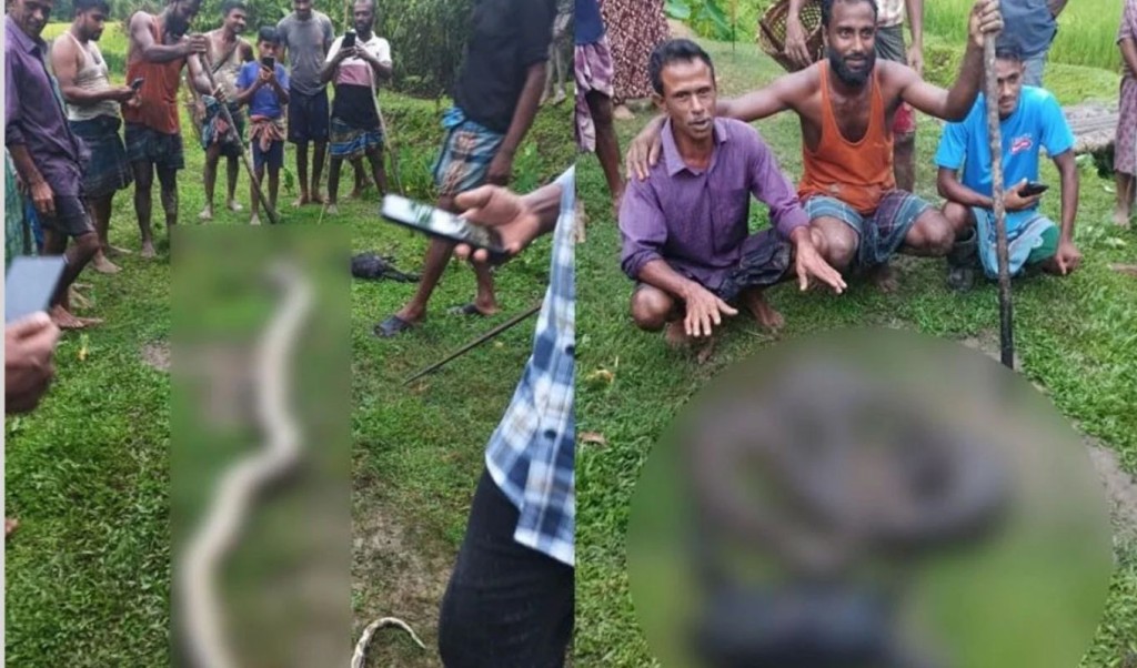 ছাগল খেয়ে ফেলায় অজগরকে পিটিয়ে মারল গ্রামবাসী 3 ছাগল খেয়ে ফেলায় অজগরকে পিটিয়ে মারল গ্রামবাসী 1754060876 ছাগল খেয়ে ফেলায় অজগরকে পিটিয়ে মারল গ্রামবাসী