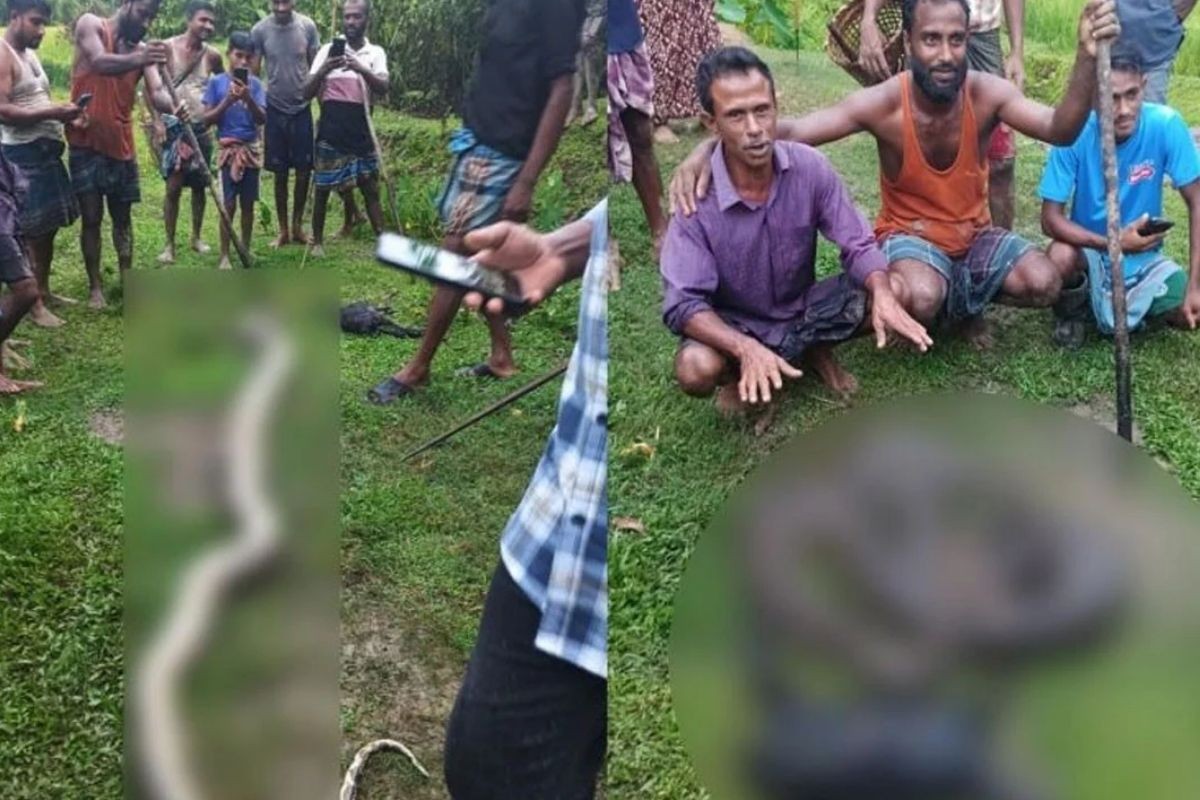 ছাগল খেয়ে ফেলায় অজগরকে পিটিয়ে মারল গ্রামবাসী