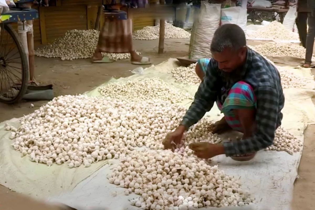 জিআই পণ্যের স্বীকৃতি চায় চলনবিলের ‘সাদা সোনা’