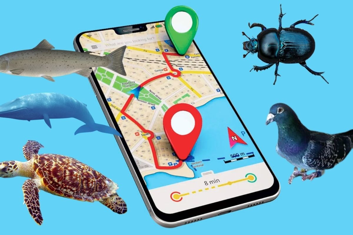 গুগল ম্যাপসের চেয়েও নিখুঁত ‘জিপিএস’ আছে যেসব প্রাণীর