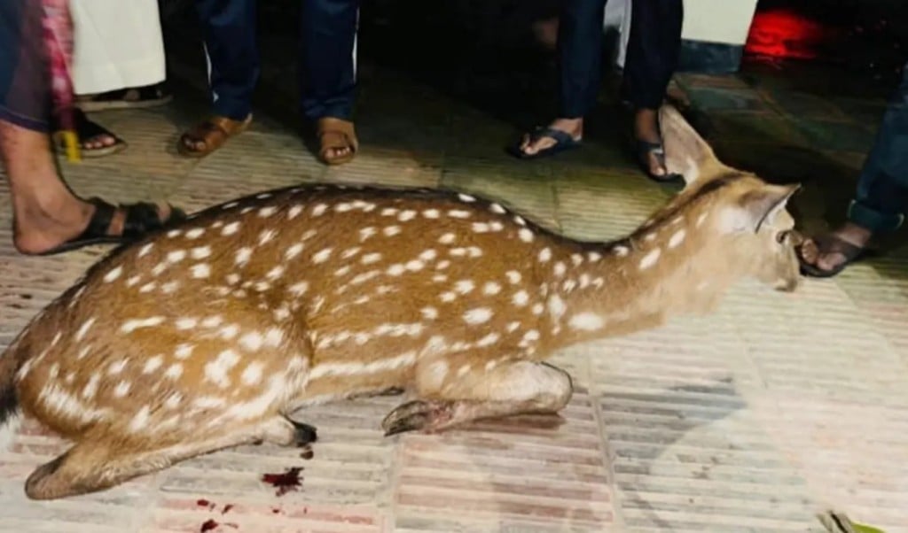 জোয়ারের পানিতে ভেসে এলো বনের হরিণ 3 জোয়ারের পানিতে ভেসে এলো বনের হরিণ 1756035369 জোয়ারের পানিতে ভেসে এলো বনের হরিণ