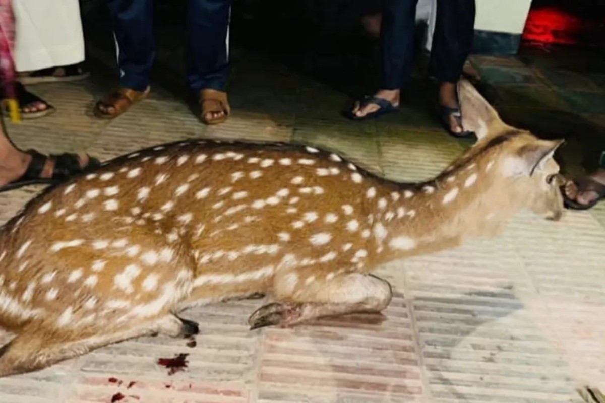 জোয়ারের পানিতে ভেসে এলো বনের হরিণ