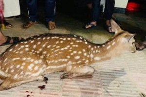 জোয়ারের পানিতে ভেসে এলো বনের হরিণ