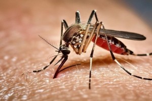 চট্টগ্রামে ডেঙ্গুতে আরও দুজনের মৃত্যু