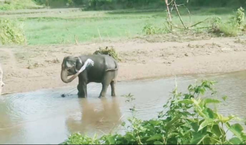 নাইক্ষ্যংছড়ি সীমান্তে স্থলমাইন বিস্ফোরণে পা উড়ে গেল বন্য হাতির 4 নাইক্ষ্যংছড়ি সীমান্তে স্থলমাইন বিস্ফোরণে পা উড়ে গেল বন্য হাতির 1754908237 নাইক্ষ্যংছড়ি সীমান্তে স্থলমাইন বিস্ফোরণে পা উড়ে গেল বন্য হাতির
