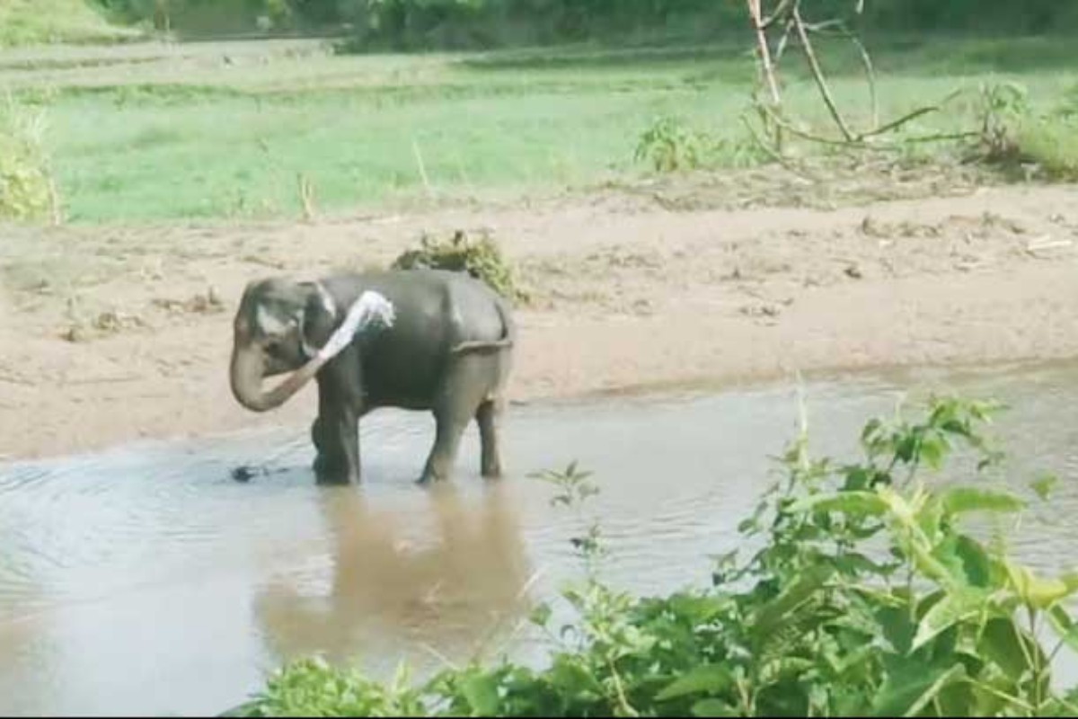 নাইক্ষ্যংছড়ি সীমান্তে স্থলমাইন বিস্ফোরণে পা উড়ে গেল বন্য হাতির