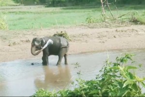 নাইক্ষ্যংছড়ি সীমান্তে স্থলমাইন বিস্ফোরণে পা উড়ে গেল বন্য হাতির