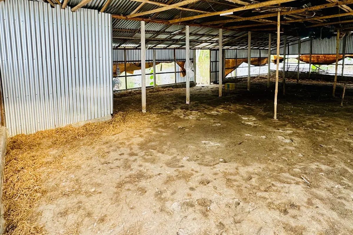 খামারে হামলা চালিয়ে ৮০০ হাঁস লুট