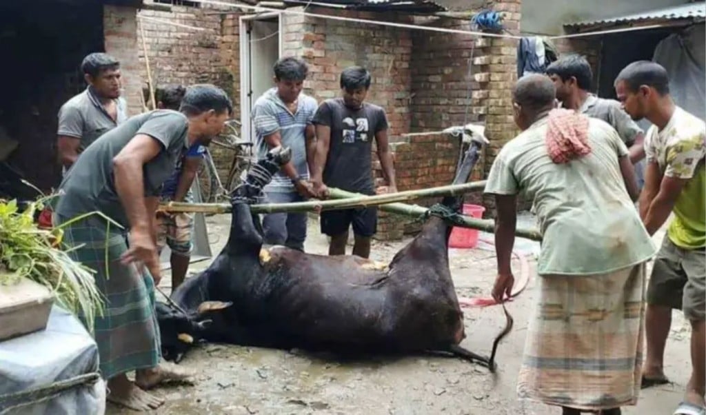 নাটোরে প্রথমবার গরুর ময়নাতদন্ত জেলা জুড়ে আলোচনার ঝড় 1755961047 নাটোরে প্রথমবার গরুর ময়নাতদন্ত, জেলা জুড়ে আলোচনার ঝড়
