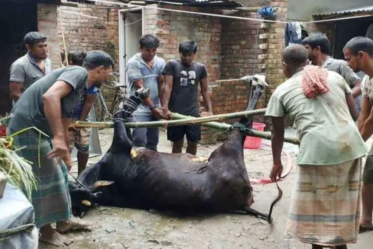 নাটোরে প্রথমবার গরুর ময়নাতদন্ত, জেলা জুড়ে আলোচনার ঝড়