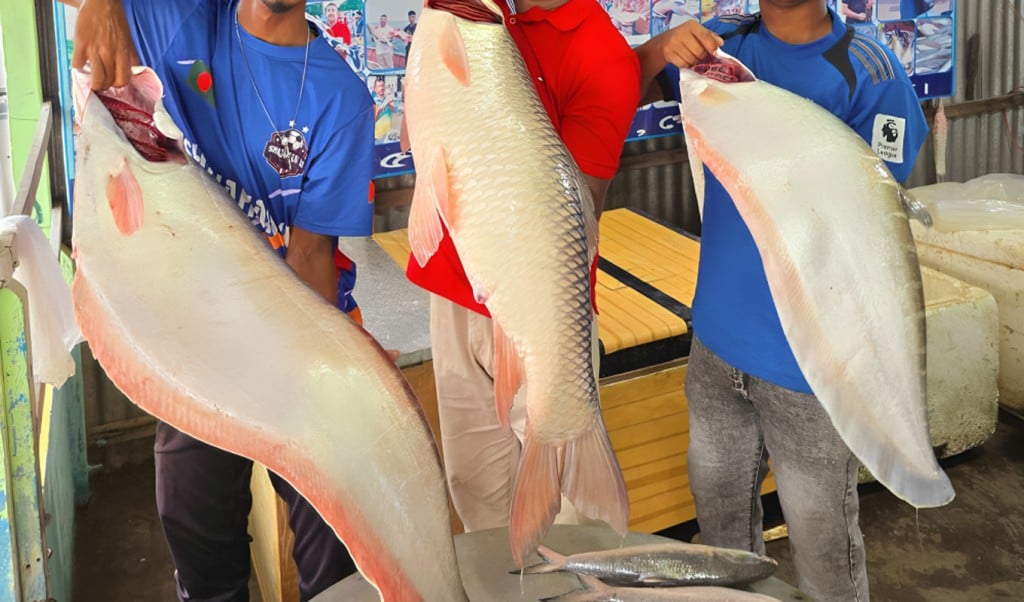 পদ্মা নদীর একটি রুই মাছ সাড়ে ৪৯ হাজার টাকায় বিক্রি 1754717785 পদ্মা নদীর একটি রুই মাছ সাড়ে ৪৯ হাজার টাকায় বিক্রি!