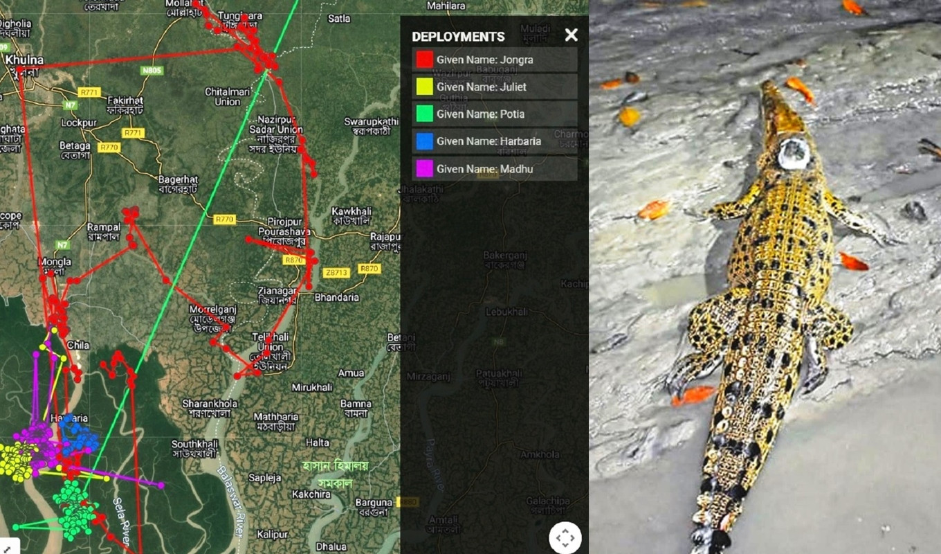 পিঠে স্যাটেলাইট নিয়ে হাজার কিলোমিটার পাড়ি দেয়া পাঁচ কুমিরের সঙ্গে যোগাযোগ বিচ্ছিন্ন