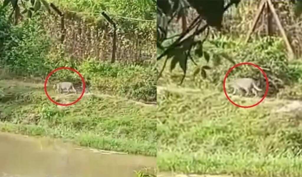 ফেনীতে বনের বাঘ লোকালয়ে, স্থানীয়রা আতঙ্কিত 4 ফেনীতে বনের বাঘ লোকালয়ে স্থানীয়রা আতঙ্কিত 1756461716 ফেনীতে বনের বাঘ লোকালয়ে, স্থানীয়রা আতঙ্কিত