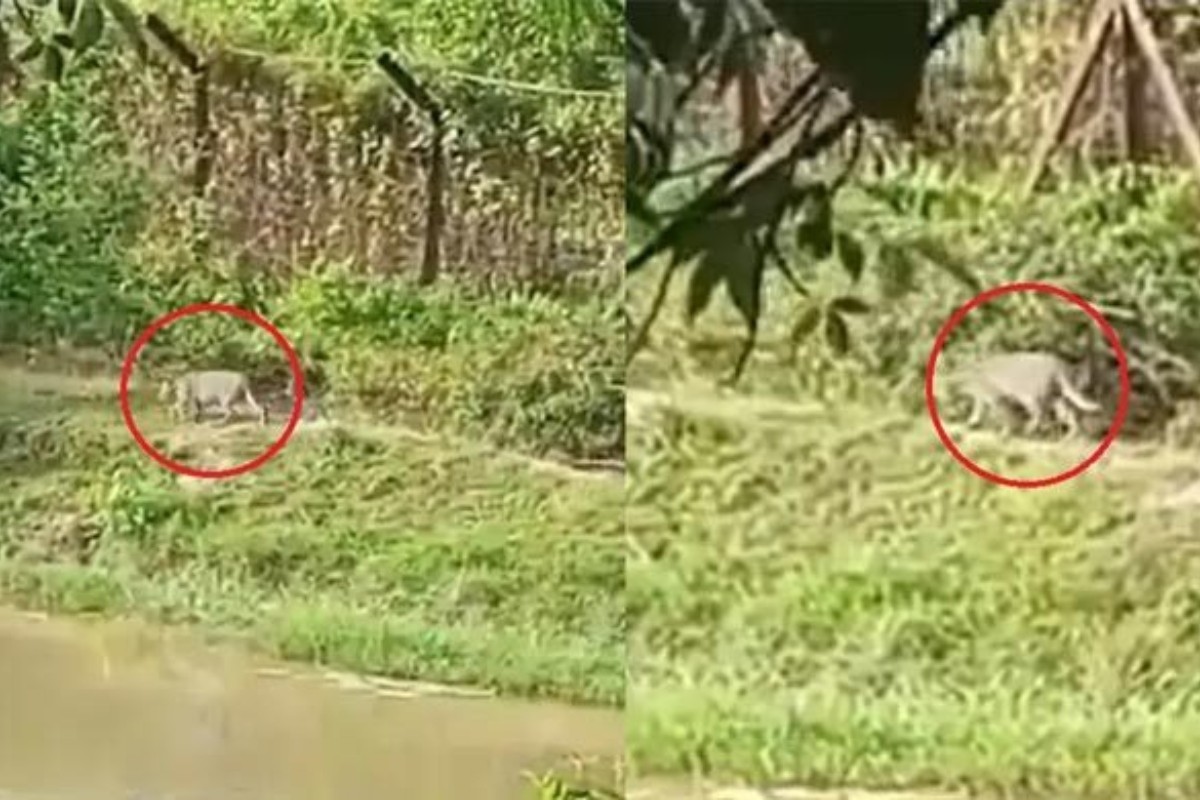 ফেনীতে বনের বাঘ লোকালয়ে, স্থানীয়রা আতঙ্কিত