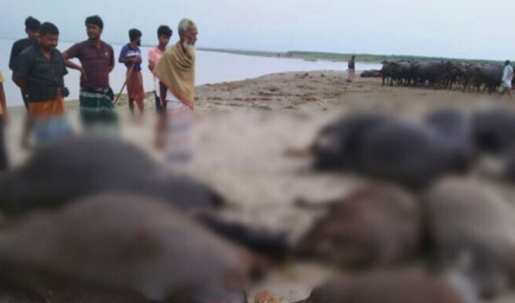 কুষ্টিয়ায় বজ্রপাতে ১১ মহিষের মৃত্যু, ভাসিয়ে দেওয়া হলো পদ্মায় 4 বজ্রপাতে ১১ মহিষের মৃত্যু ভাসিয়ে দেওয়া হলো পদ্মায় 1754226306 কুষ্টিয়ায় বজ্রপাতে ১১ মহিষের মৃত্যু, ভাসিয়ে দেওয়া হলো পদ্মায়