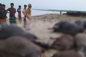কুষ্টিয়ায় বজ্রপাতে ১১ মহিষের মৃত্যু, ভাসিয়ে দেওয়া হলো পদ্মায়