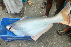 বড়শিতে ধরা পড়ল সাড়ে ২৩ কেজির পাঙ্গাস, বিক্রি ২৩ হাজার টাকায়