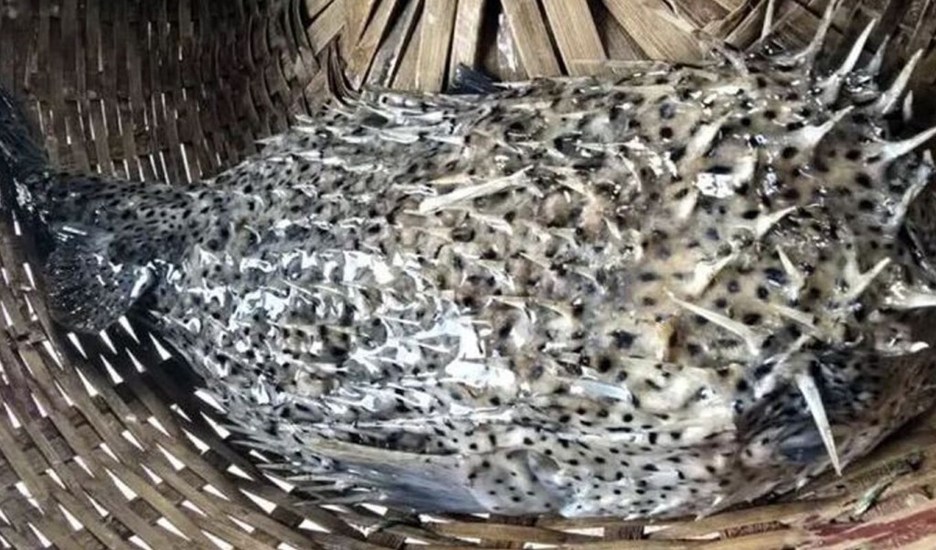 কুয়াকাটায় জেলের জালে ধরা পড়লো বিরল প্রজাতির ‘পাফারফিশ’ 3 বিরল মাছ 1755500496 কুয়াকাটায় জেলের জালে ধরা পড়লো বিরল প্রজাতির ‘পাফারফিশ’