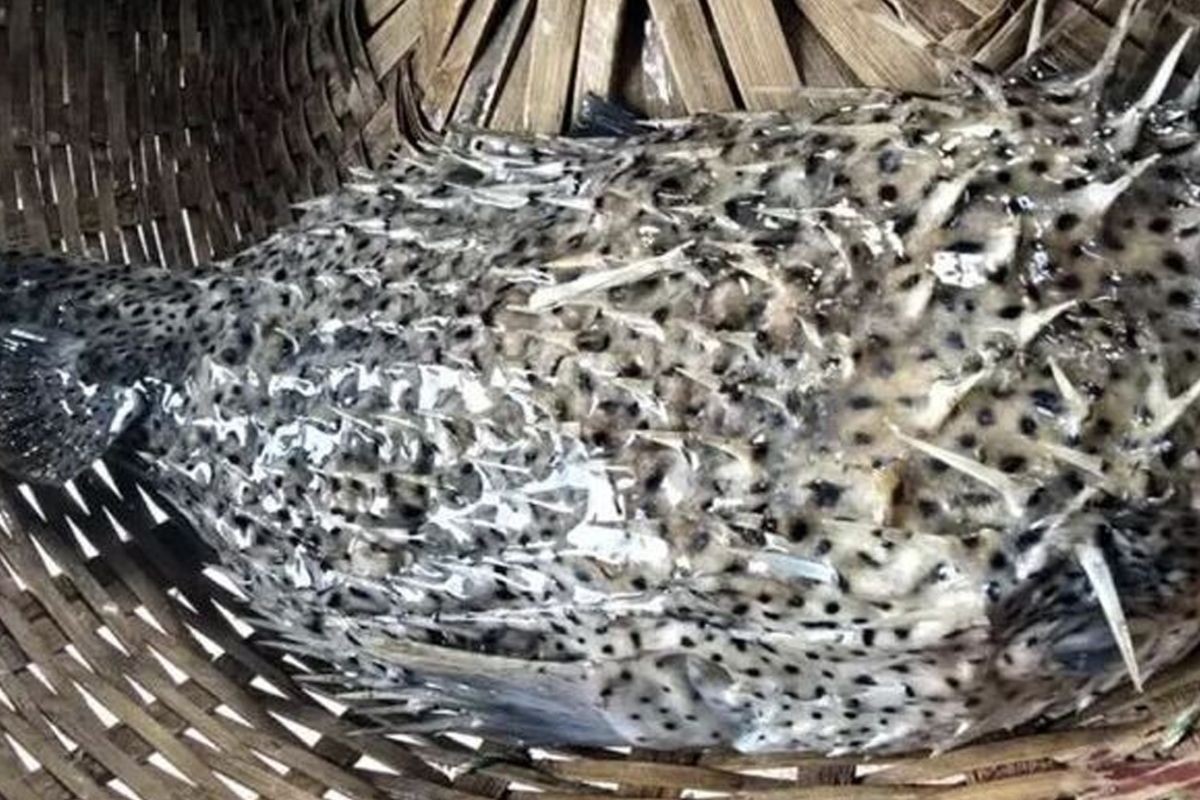 কুয়াকাটায় জেলের জালে ধরা পড়লো বিরল প্রজাতির ‘পাফারফিশ’