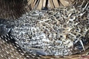 কুয়াকাটায় জেলের জালে ধরা পড়লো বিরল প্রজাতির ‘পাফারফিশ’