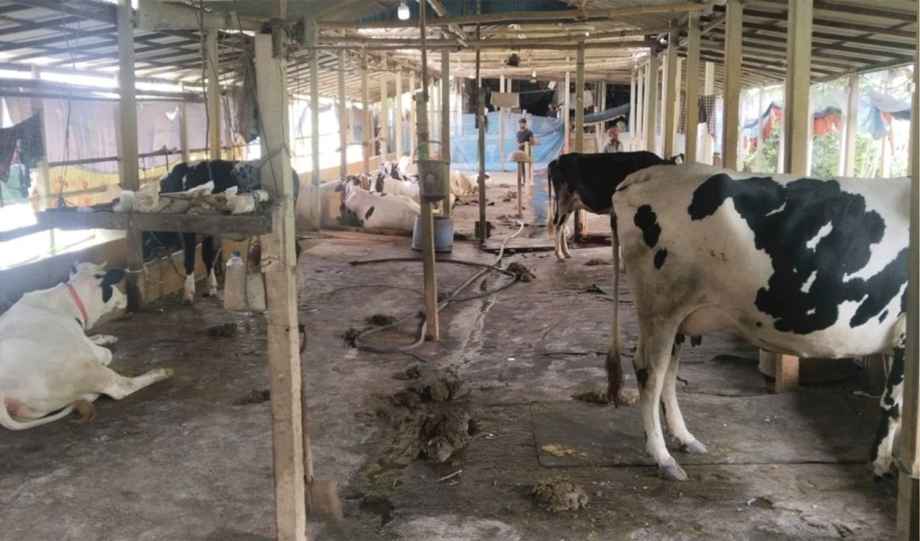 মানিকগঞ্জে আওয়ামী লীগ নেতার খামার থেকে গরু লুট 3 মানিকগঞ্জে আওয়ামী লীগ নেতার খামার থেকে গরু লুট 1755087602 মানিকগঞ্জে আওয়ামী লীগ নেতার খামার থেকে গরু লুট