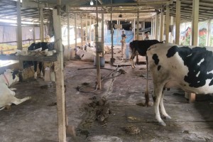 মানিকগঞ্জে আওয়ামী লীগ নেতার খামার থেকে গরু লুট