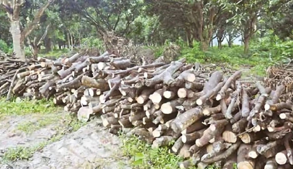 রামেবিতে প্রকাশ্যে হাজারো গাছ কেটে হরিলুটের ভিডিও ভাইরাল জানে না কর্তৃপক্ষ 1755835753 রামেবিতে প্রকাশ্যে হাজারো গাছ কেটে হরিলুটের ভিডিও ভাইরাল, জানে না কর্তৃপক্ষ!