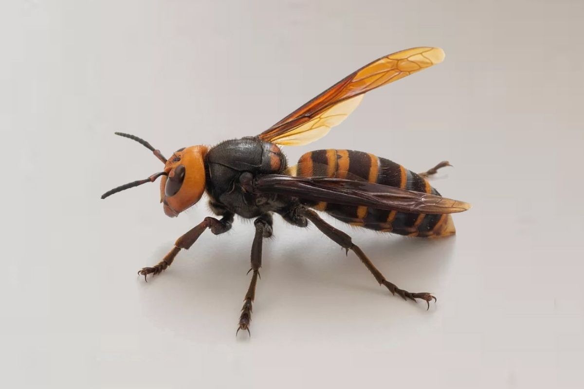 সাতক্ষীরায় ভিমরুলের কামড়ে কৃষকের মৃত্যু