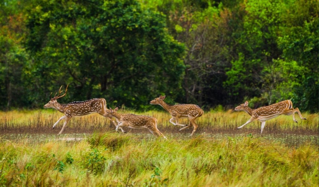 সুন্দরবনে ১৪ হাজার ফুট হরিণধরা ফাঁদ ও ১৪৮ ট্রলার জব্দ, আটক ৭০ 2 সুন্দরবনে ১৪ হাজার ফুট হরিণধরা ফাঁদ ও ১৪৮ ট্রলার জব্দ আটক ৭০ 1755007759 সুন্দরবনে ১৪ হাজার ফুট হরিণধরা ফাঁদ ও ১৪৮ ট্রলার জব্দ, আটক ৭০