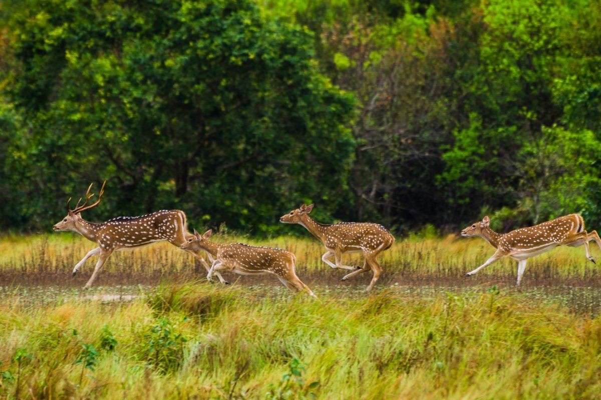 সুন্দরবনে ১৪ হাজার ফুট হরিণধরা ফাঁদ ও ১৪৮ ট্রলার জব্দ, আটক ৭০