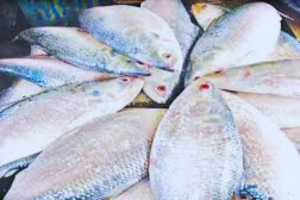 মা ইলিশ রক্ষায় ৪ অক্টোবর থেকে শুরু হচ্ছে বিশেষ অভিযান