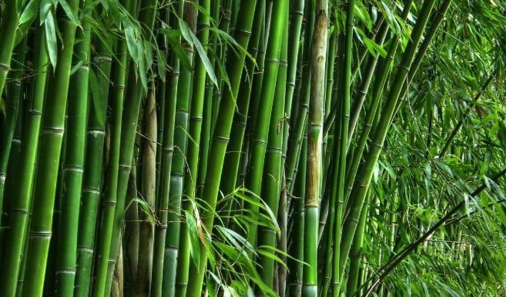 আজ বিশ্ব বাঁশ দিবস 1758166020 আজ বিশ্ব বাঁশ দিবস
