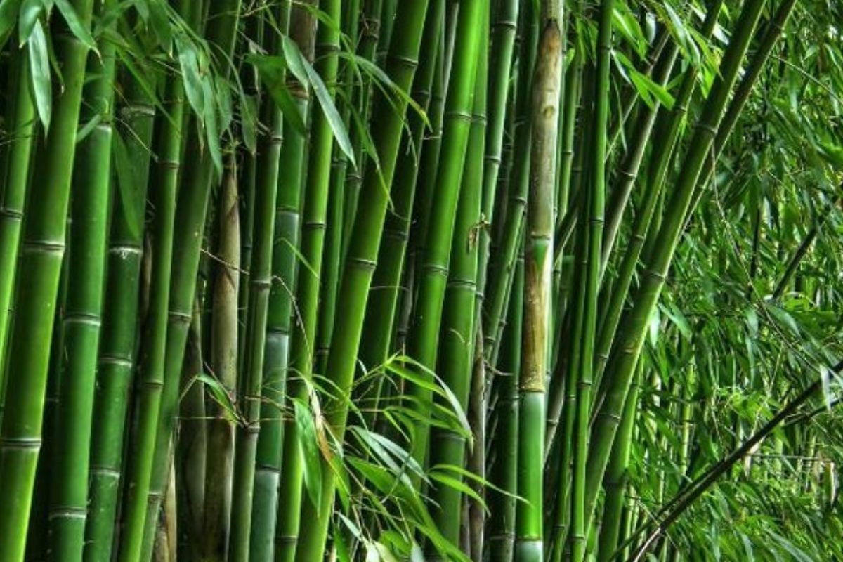 আজ বিশ্ব বাঁশ দিবস