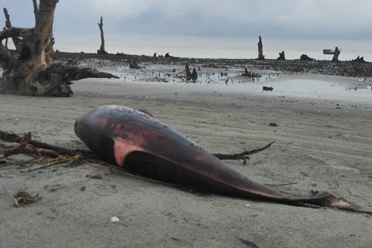 আবারও সৈকতে ভেসে এলো মৃত ডলফিন