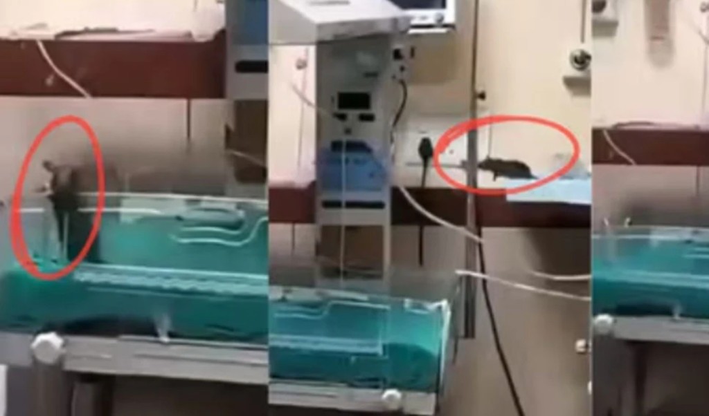 ইঁদুরের কামড়ে হাসপাতালেই দুই নবজাতকের মৃত্যু! 3 ইঁদুরের কামড়ে হাসপাতালেই দুই নবজাতকের মৃত্যু 1757157189 ইঁদুরের কামড়ে হাসপাতালেই দুই নবজাতকের মৃত্যু!