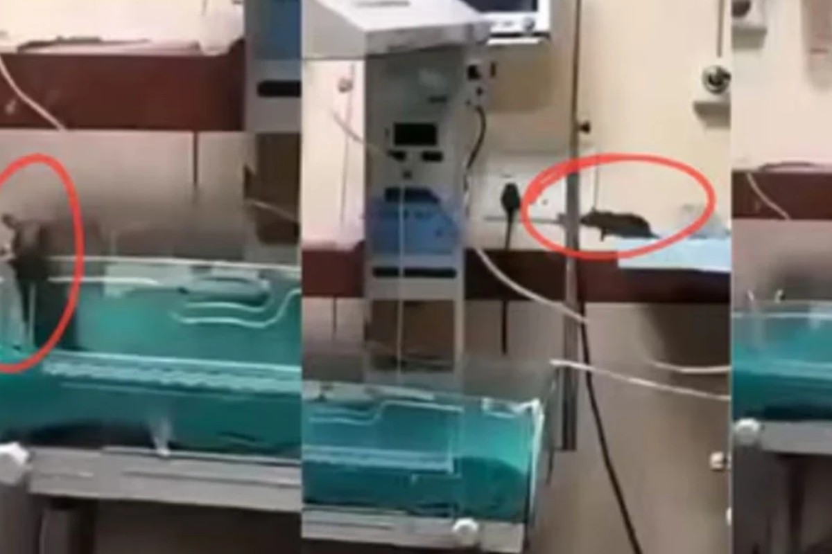 ইঁদুরের কামড়ে হাসপাতালেই দুই নবজাতকের মৃত্যু!
