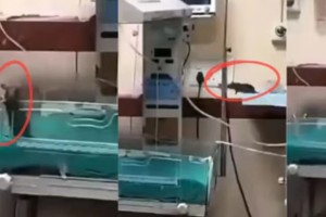 ইঁদুরের কামড়ে হাসপাতালেই দুই নবজাতকের মৃত্যু!