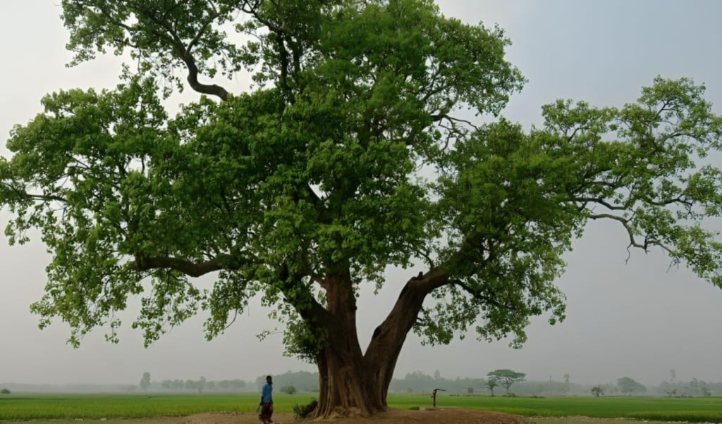 ইচাইল বিলের রহস্যময় বটগাছ 1757392338 ইচাইল বিলের রহস্যময় বটগাছ