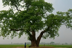 ইচাইল বিলের রহস্যময় বটগাছ