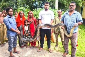 ইটের দেয়াল থেকে ১৪ ফুট লম্বা অজগর উদ্ধার