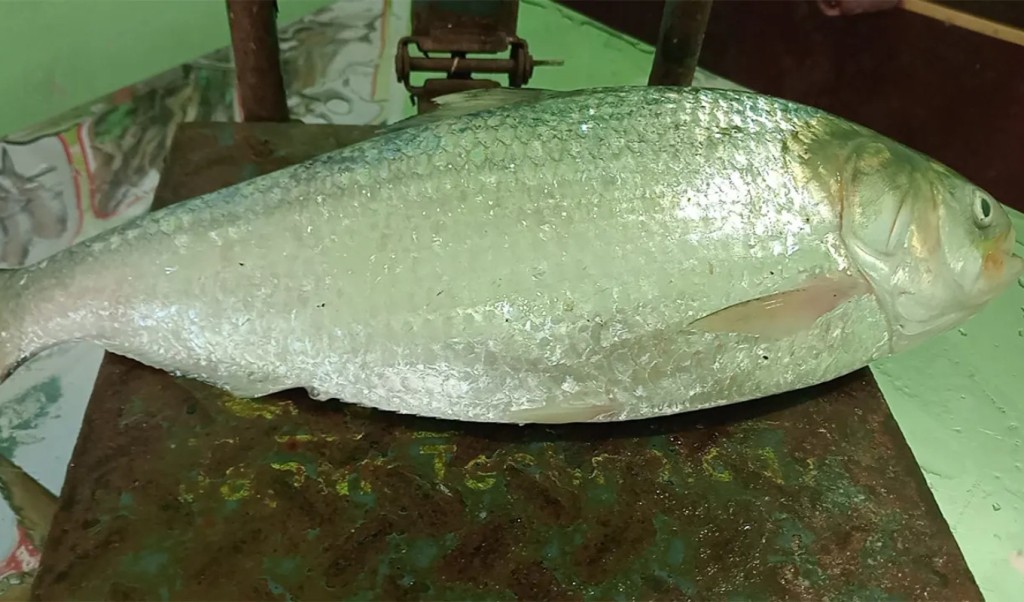 এক ইলিশের দাম ৮ হাজার ৭৫০ টাকা 4 এক ইলিশের দাম ৮ হাজার ৭৫০ টাকা 1757585900 এক ইলিশের দাম ৮ হাজার ৭৫০ টাকা