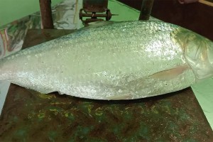 এক ইলিশের দাম ৮ হাজার ৭৫০ টাকা
