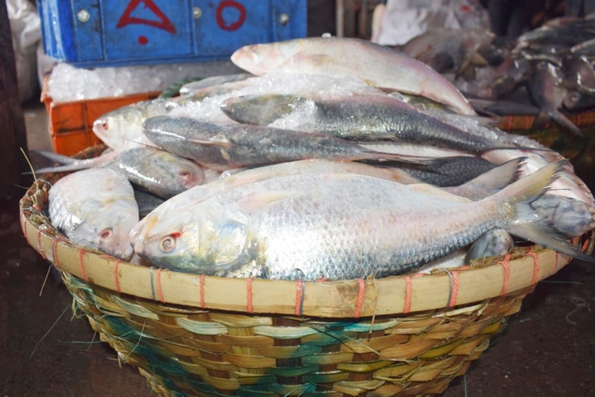 এবার দুর্গাপূজায় ভারতে যাবে ১ হাজার ২০০ টন ইলিশ