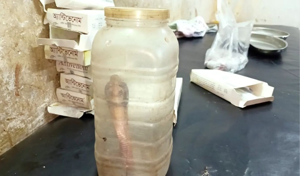 কামড় দেওয়া সাপ নিয়ে হাসপাতালে বৃদ্ধা 3 কামড় দেওয়া সাপ নিয়ে হাসপাতালে বৃদ্ধা 1758032600 কামড় দেওয়া সাপ নিয়ে হাসপাতালে বৃদ্ধা