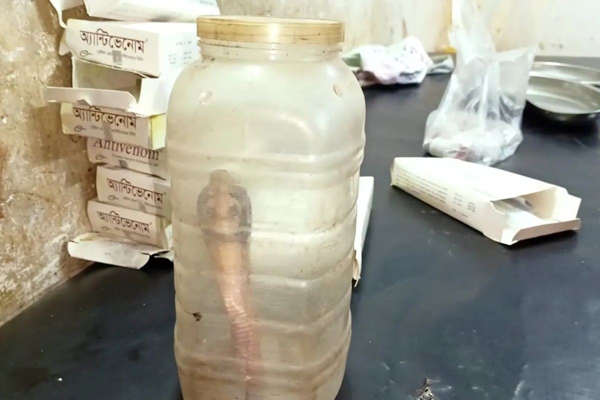 কামড় দেওয়া সাপ নিয়ে হাসপাতালে বৃদ্ধা
