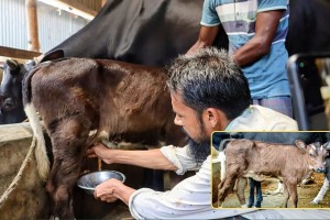 কিশোরগঞ্জে প্রতিদিন আধা লিটার দুধ দিচ্ছে ১৮ দিন বয়সী বাছুর