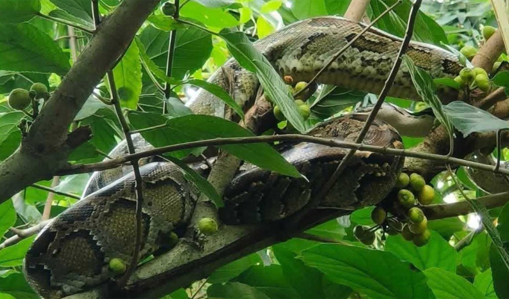 কুড়িগ্রামে গাছ থেকে ১০ ফুট লম্বা অজগর সাপ উদ্ধার 3 কুড়িগ্রামে গাছের ডাল থেকে উদ্ধার ১০ ফুট লম্বা অজগর সাপ 1757071038 কুড়িগ্রামে গাছ থেকে ১০ ফুট লম্বা অজগর সাপ উদ্ধার